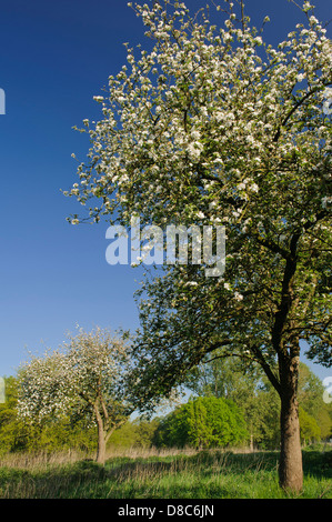 Blühende Apfelbäume, Obstgarten, Cloppenburg, Niedersachsen, Deutschland Stockfoto