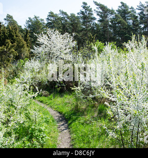 Weiße Blüte auf einen kleinen Pfad auf der schwedischen Insel Öland in der Ostsee. Stockfoto