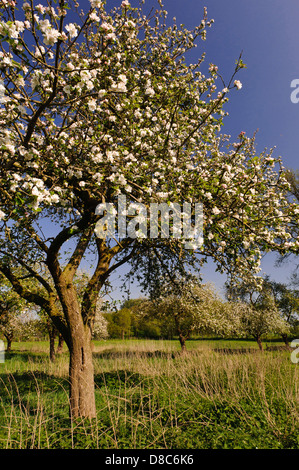 Blühende Apfelbäume, Obstgarten, Cloppenburg, Niedersachsen, Deutschland Stockfoto