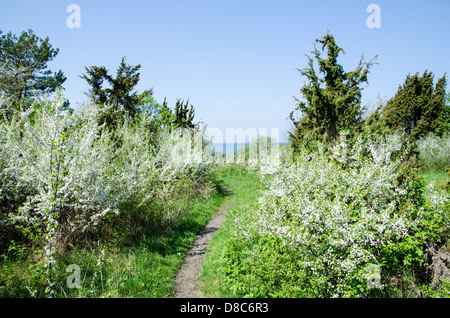 Weiße Blüte an einen kleinen Fußweg zum Meer auf der schwedischen Insel Öland in der Ostsee. Stockfoto