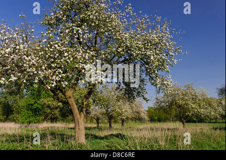 Blühende Apfelbäume, Obstgarten, Cloppenburg, Niedersachsen, Deutschland Stockfoto