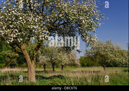 Blühende Apfelbäume, Obstgarten, Cloppenburg, Niedersachsen, Deutschland Stockfoto