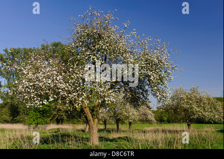 Blühende Apfelbäume, Obstgarten, Cloppenburg, Niedersachsen, Deutschland Stockfoto