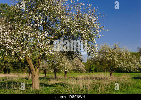 Blühende Apfelbäume, Obstgarten, Cloppenburg, Niedersachsen, Deutschland Stockfoto