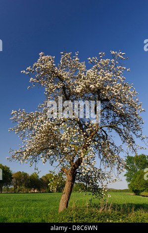 Blühender Apfelbaum, Obstgarten, Cloppenburg, Niedersachsen, Deutschland Stockfoto