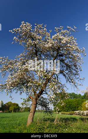 Blühender Apfelbaum, Obstgarten, Cloppenburg, Niedersachsen, Deutschland Stockfoto