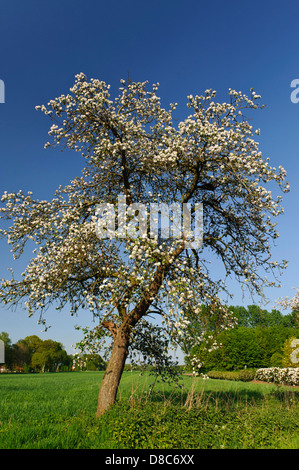 Blühender Apfelbaum, Obstgarten, Cloppenburg, Niedersachsen, Deutschland Stockfoto