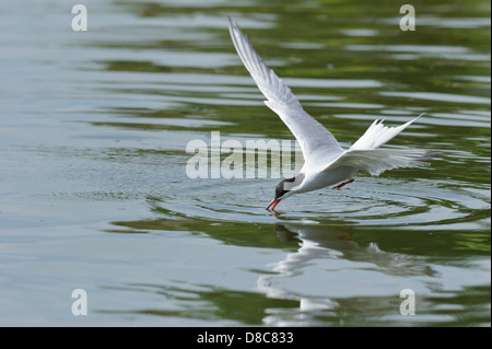 Seeschwalbe, Sterna Hirundo, Nordsee, Wilhelmshaven, Niedersachsen, Deutschland Stockfoto