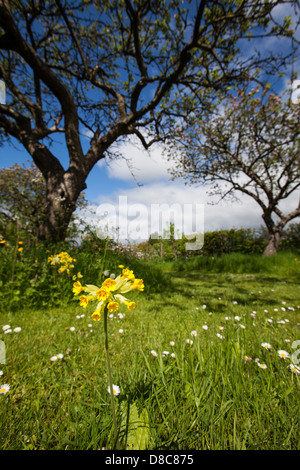 Wilde Schlüsselblume in einem freundlichen Garten Tierwelt Stockfoto