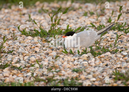 Seeschwalbe, Sterna Hirundo, Nordsee, Texel, Niederlande Stockfoto