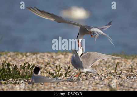 Flussseeschwalben, Sterna Hirundo, Nordsee, Texel, Niederlande Stockfoto