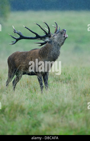 Rothirsch, Männlich, Spurrinnen Cervus Elaphus, Saison, Klampenborg, Dänemark, Stockfoto
