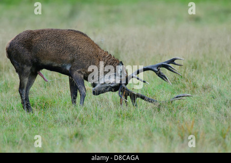 Rothirsch, Männlich, Spurrinnen Cervus Elaphus, Saison, Klampenborg, Dänemark, Stockfoto