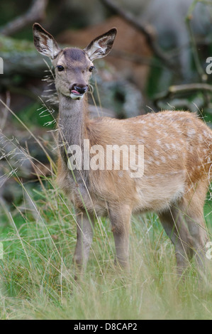 Rothirsch, Reh, Spurrinnen Cervus Elaphus, Saison, Klampenborg, Dänemark, Stockfoto