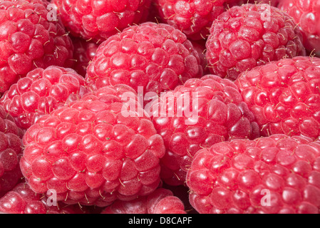 Makro-Foto von der frisch gepflückt Reife rote Himbeeren. Stockfoto