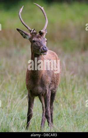 Rothirsch, junger Mann, Spurrinnen Cervus Elaphus, Saison, Klampenborg, Dänemark, Stockfoto