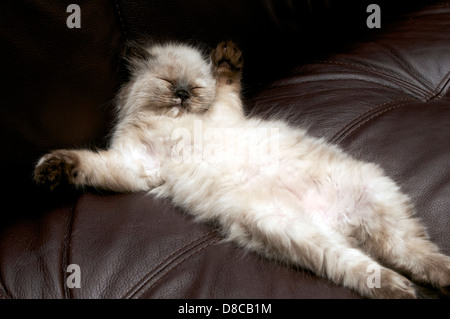 Kätzchen - streckte sich und schlafen Stockfoto
