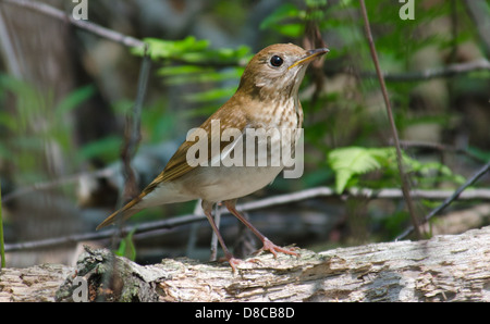 Ein Veery (Catharus Fuscescens) eine geheimnisvolle Singvogel, sitzt auf einem abgestürzten Protokoll bietet eine seltene hautnah. Madison, Wisconsin. Stockfoto