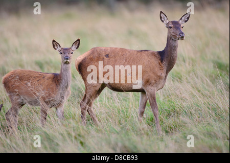 Rothirsch, Damhirschkuh mit Kitz, Spurrinnen Cervus Elaphus, Saison, Klampenborg, Dänemark, Stockfoto