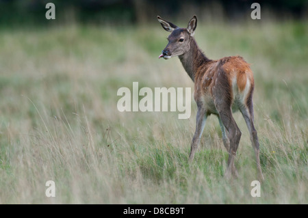 Rothirsch, Reh, Spurrinnen Cervus Elaphus, Saison, Klampenborg, Dänemark, Stockfoto