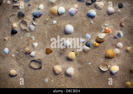 Nassen Sie Strandsand mit Muscheln Hintergrund. Horizontalen Schuss Stockfoto