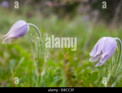 Lila Blüten im Wald Stockfoto
