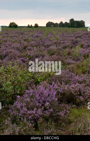 Diepholzer Moorniederung, Goldenstedter moor, Niedersachsen, Deutschland Stockfoto