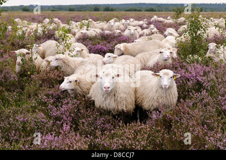 weiße hornlose Heide Herde, Diepholzer Moorniederung, Goldenstedter Moor, Niedersachsen, Deutschland Stockfoto