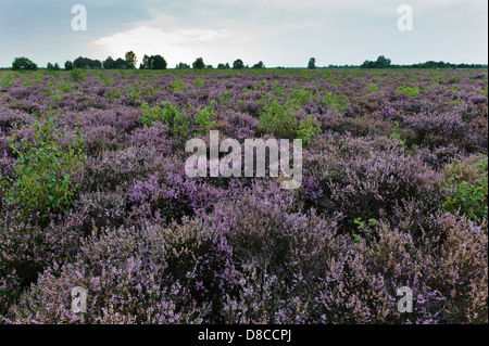 Diepholzer Moorniederung, Goldenstedter moor, Niedersachsen, Deutschland Stockfoto