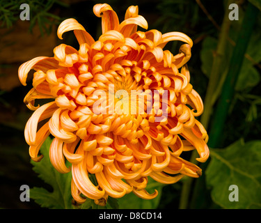 Ringelblumeblume Stockfoto