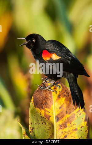 Männliche Rotschulterstärling singen - grüne Cay Feuchtgebiete - Boynton Beach, Florida USA Stockfoto