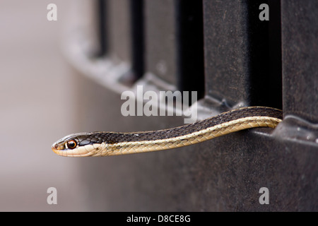 Östlichen Band Schlange - grüne Cay Feuchtgebiete - Boynton Beach, Florida USA Stockfoto