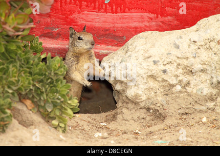 Ein Kalifornien Grundeichhörnchen außerhalb seiner bunten Burrow. Stockfoto