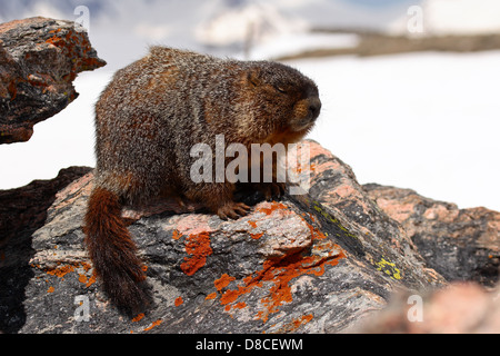 Ein bellied Marmot ruht auf bunten Felsen in den Rocky Mountains. Stockfoto