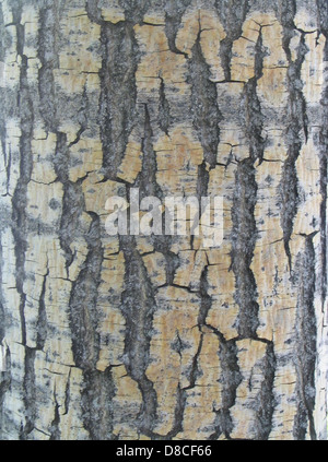 Dieses Bild zeigt die detaillierte Textur der Baumrinde und hebt die raue, faserige Oberfläche hervor. Rinde dient als schützende äußere Schicht von Bäumen und trägt dazu bei, das innere Gewebe vor Umwelteinflüssen zu schützen. Verschiedene Baumarten weisen unterschiedliche Rindenstrukturen auf, die je nach Alter und Umgebung des Baumes glatt, rau oder schuppig sein können. Stockfoto