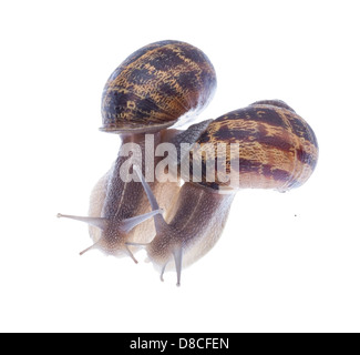 Zwei Rennen Schnecken isoliert auf weißem Hintergrund. Stockfoto