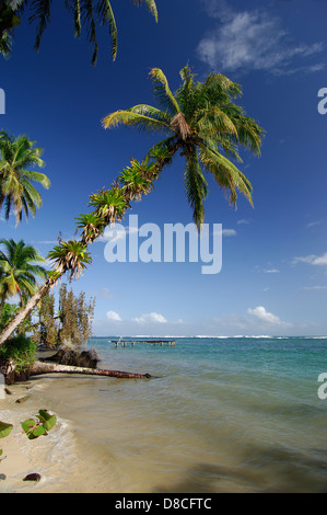 Palme im tropischen Strand, Zapatilla Cay Stockfoto