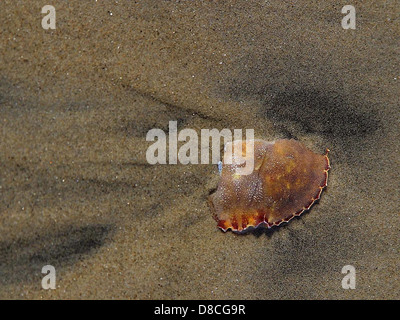 Krabbe-Schale Silber Strang Strandhotel in Coronado gebrochen. Stockfoto