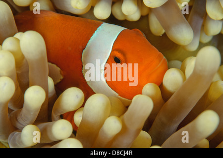 Falscher Clown Anemonenfischen, Amphiprion Ocellaris in Mandarin Tal, Kapalai, Sabah, Malaysia. Stockfoto