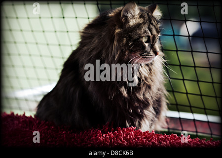 Porträt der Sibirischen Katze Stockfoto