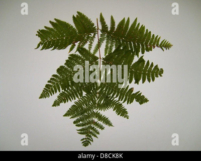 Eine Nahaufnahme eines Farnzweigs, der die feine, detaillierte Textur der Wedel zeigt. Die saftig grünen Blätter weisen ein zartes Muster auf, das für Farne typisch ist, mit fein geteilten Blattblättern, die entlang des Stiels angeordnet sind. Stockfoto