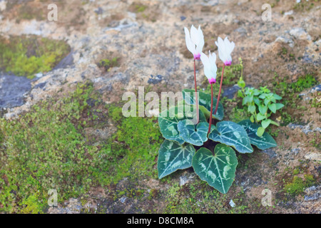 Cyclamen Cyprium (Zypern Alpenveilchen) Wilde Blume im Akamas-Halbinsel, Zypern Stockfoto