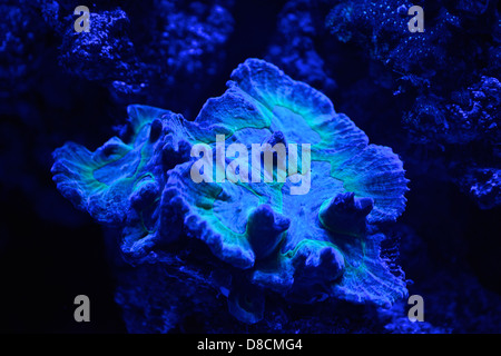 Fluoreszierende Korallen. Viele Korallen sind intensiv fluoreszierend unter bestimmten Lichtwellenlängen. Stockfoto