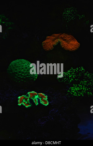 Fluoreszierende Korallen. Viele Korallen sind intensiv fluoreszierend unter bestimmten Lichtwellenlängen. Stockfoto