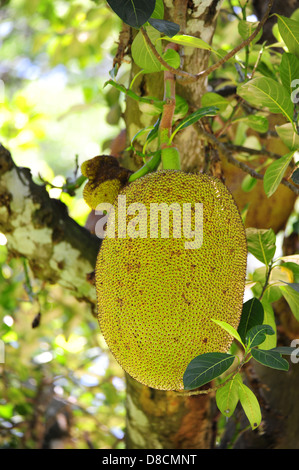 Jack-Frucht am Baum Stockfoto