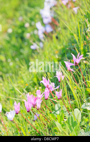 Cyclamen Cyprium (Zypern Alpenveilchen) Wilde Blume im Akamas-Halbinsel, Zypern Stockfoto