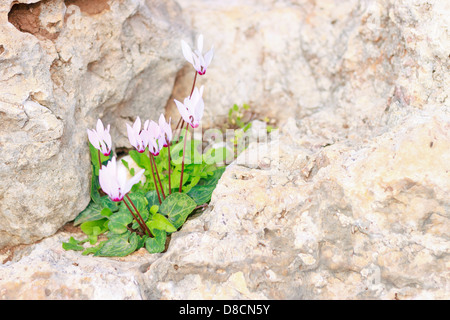 Cyclamen Cyprium (Zypern Alpenveilchen) Wilde Blume im Akamas-Halbinsel, Zypern Stockfoto