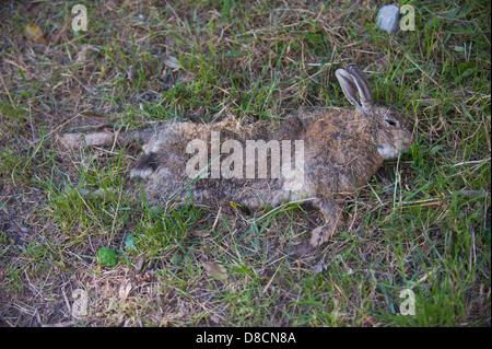 Tote Kaninchen am Straßenrand bei Hay-on-Wye Powys Wales UK Stockfoto