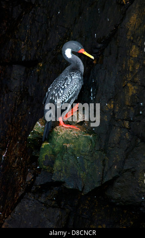 Nationalreservat Paracas. Peru. Rotbeinige Kormoran Phalacrocorax Gaimardi in Te Ballestas Inseln. Stockfoto