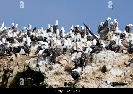 Nationalreservat Paracas. Blau-footed Booby Sula Nebouxii in den Ballestas-Inseln. Peru. Stockfoto